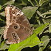 ButterflyIMG 3531