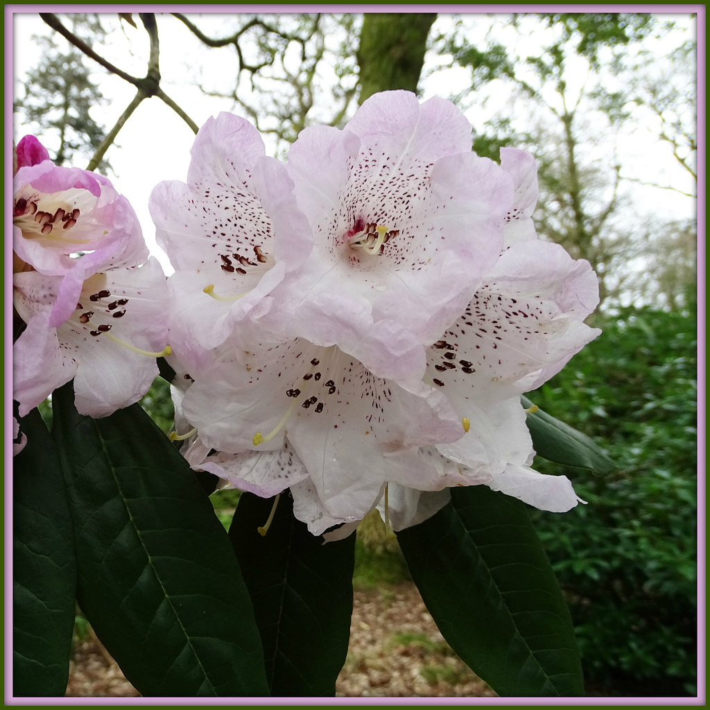 Rhododendron