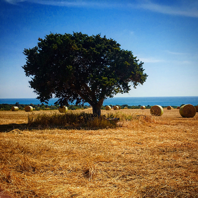 Harvest.