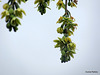 Hanging Branches