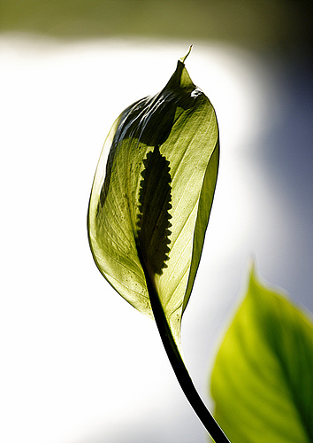 Fleur de lune verte.....