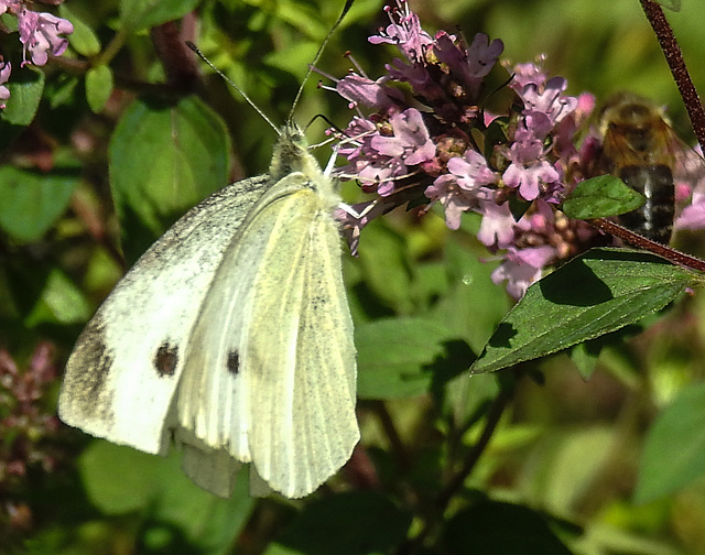 20210717 1782CPw [D~LIP] Dost (Oreganum vulgare), Kleiner Kohlweißling (pieris rapae), Bad Salzuflen