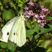 20210717 1782CPw [D~LIP] Dost (Oreganum vulgare), Kleiner Kohlweißling (pieris rapae), Bad Salzuflen