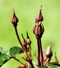 Die kleine, grüne Spinne an der Rosenknospe...