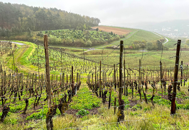 Weinberge im Dunst