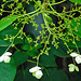 20230723 3078CPw [D~LIP] Kletter-Hortensie (Hydrangea anomala subsp. petiolaris), UWZ, Bad Salzuflen