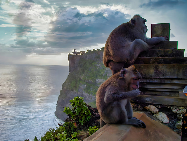 Affen an den Klippen von Uluwatu auf Bali