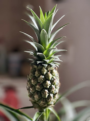 Ananas