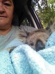 koala rescue