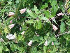 DSCN1643 - lírio-trepador ou cará-de-caboclo Bomarea edulis, Alstroemeriaceae