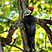 My first Pileated Woodpecker (Dryocopus pileatus)