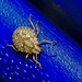 Shieldbug IMG_2490