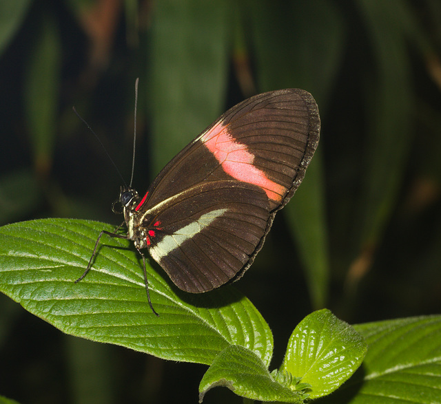 ButterflyIMG 3530