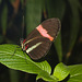 ButterflyIMG 3530