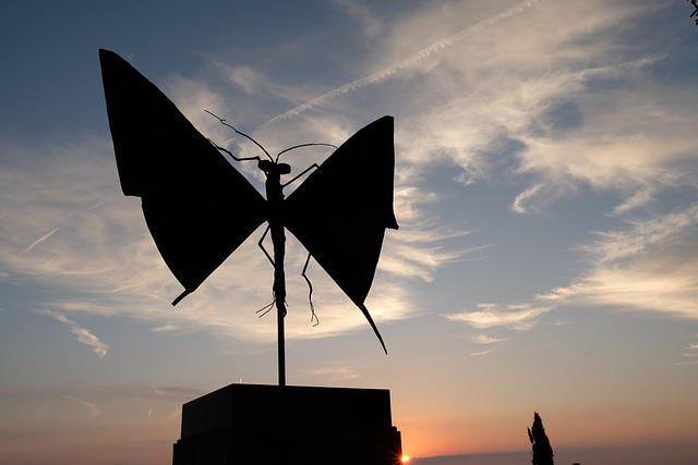 Tourtour papillon contre jour DSCF8378