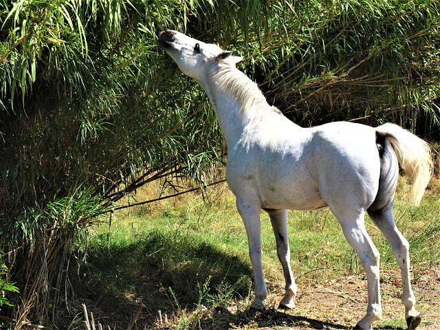 White Horse