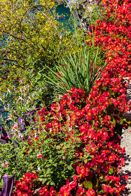 210622 Montreux fleurs debar