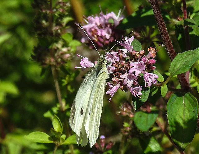 20210717 1783CPw [D~LIP] Dost (Oreganum vulgare), Kleiner Kohlweißling (pieris rapae), Bad Salzuflen