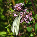 20210717 1783CPw [D~LIP] Dost (Oreganum vulgare), Kleiner Kohlweißling (pieris rapae), Bad Salzuflen