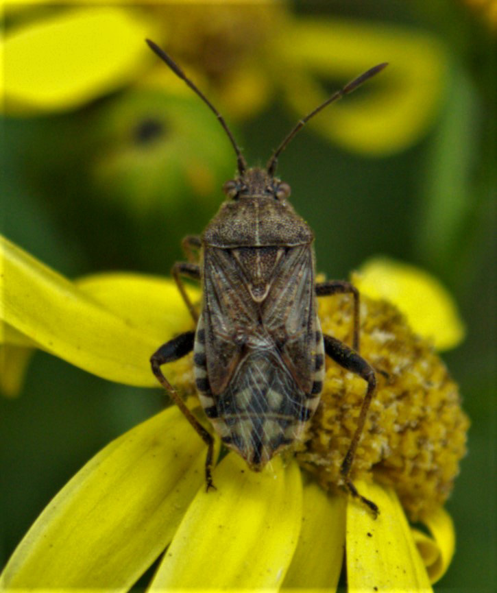 So chuffed to find this insect/bug that I've never seen before!! Anyone have an ID please