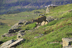 White-tailed Deer