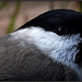 Mésange nonnette, (Poecile palustris - Marsh Tit)