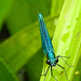 20230723 3081CPw [D~LIP] Gebänderte Prachtlibelle (Calopteryx splendens), UWZ, Bad Salzuflen