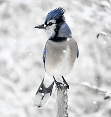 Snow and blue jay