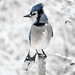 Snow and blue jay