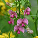 Wild sweet pea IMG 20250706 014008