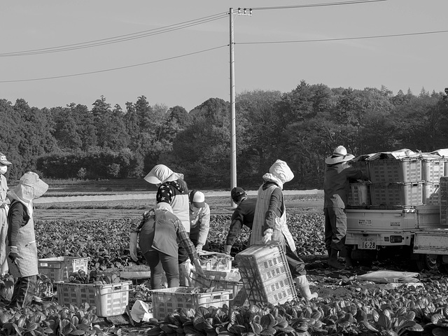 Harvesting spinach