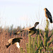 The buzzard checking out what's for lunch...