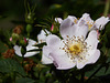 dog rose