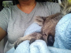 koala rescue