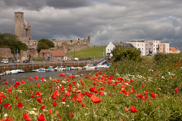 St Andrews wild flowers