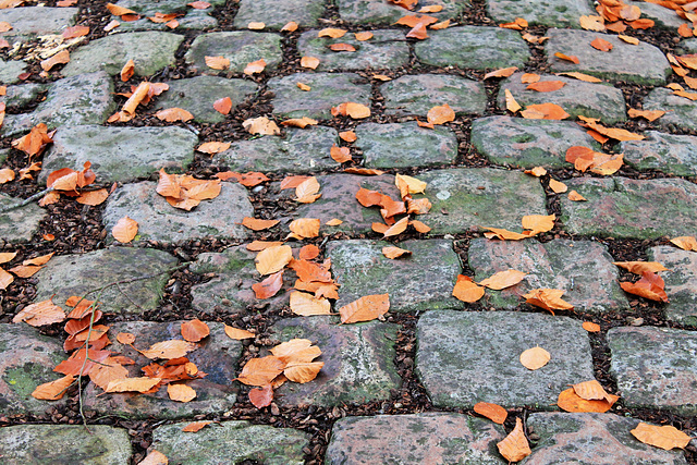 Chute d'automne sur vieux pavés