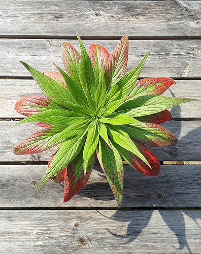 Baby Echium