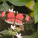 ButterflyIMG 3526