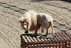superbe lion blanc superbe lion blanc