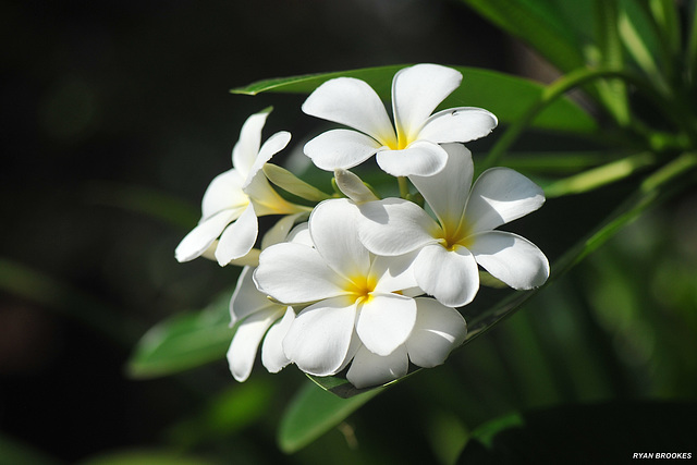 20200408-6081 Plumeria obtusa L.