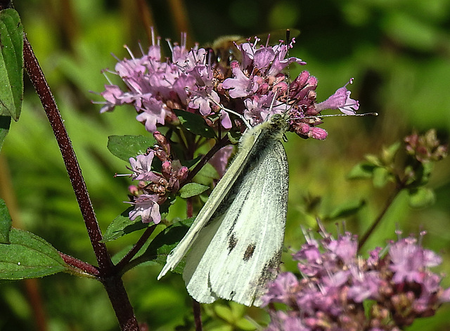 20210717 1784CPw [D~LIP] Dost (Oreganum vulgare), Kleiner Kohlweißling (pieris rapae), Bad Salzuflen