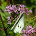 20210717 1784CPw [D~LIP] Dost (Oreganum vulgare), Kleiner Kohlweißling (pieris rapae), Bad Salzuflen