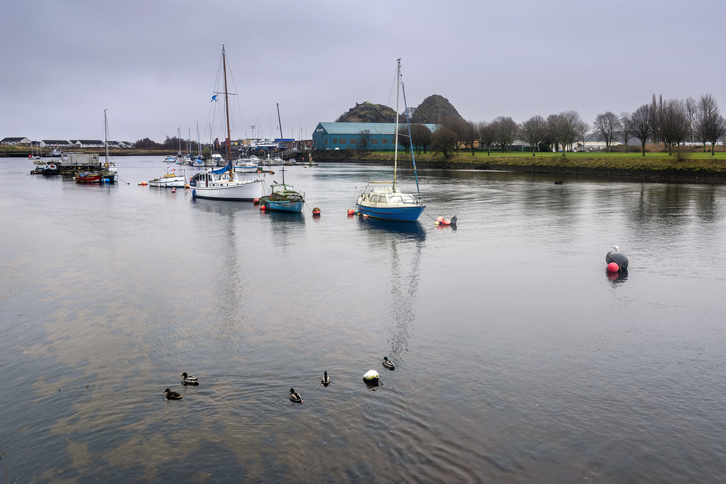 5 Ducks on the River Leven