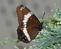 White Admiral DSC 6514