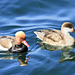 Entenpaar auf dem Bodensee