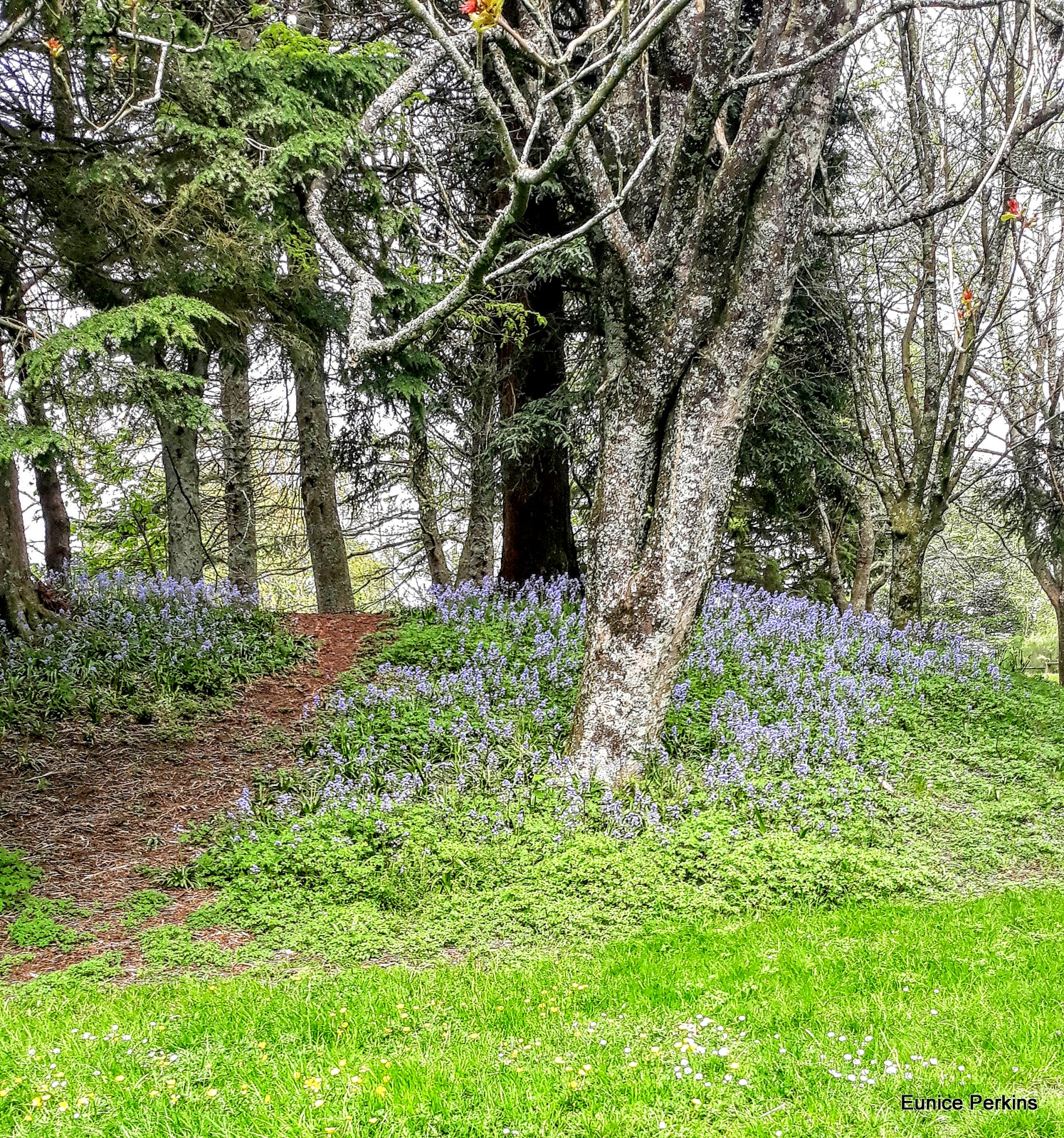 Bluebells