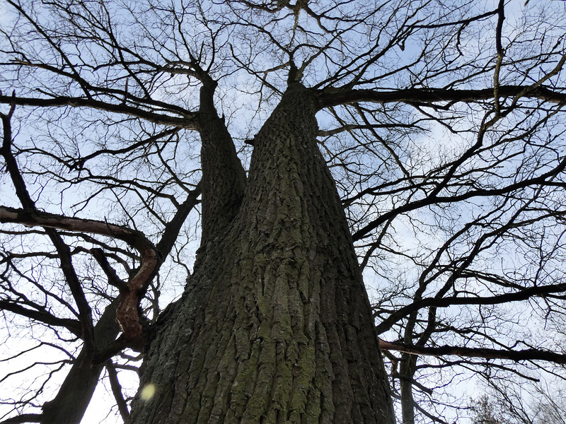 himelhoch