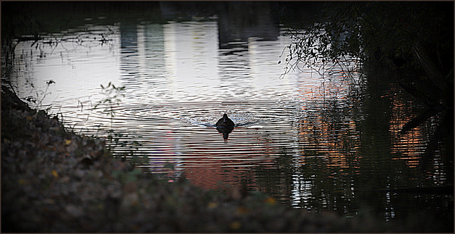 Fenêtre sur le marais