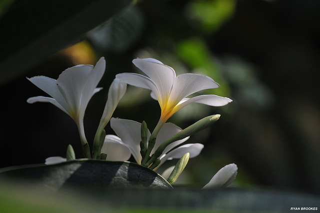 20200428-7185 Plumeria obtusa L.