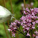 20210717 1785CPw [D~LIP] Dost (Oreganum vulgare), Kleiner Kohlweißling (pieris rapae), Bad Salzuflen